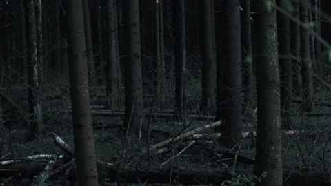 Tree trunks in the forest at night in the moonlight Stock Footage 206168741