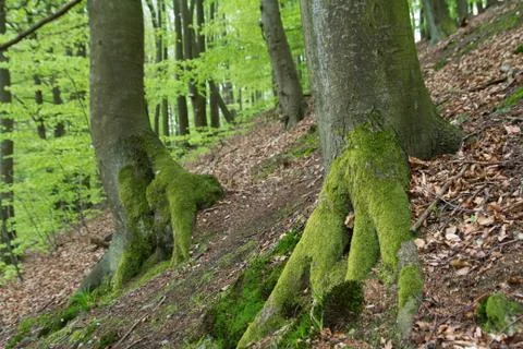 Tree trunks in forest Stock Photos
