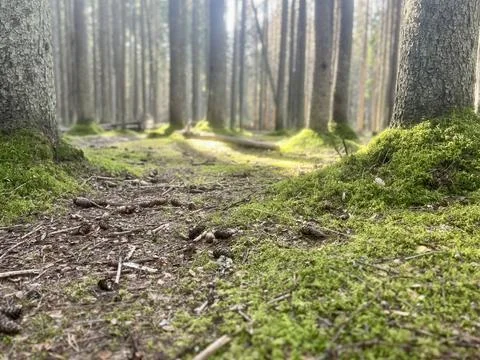 Tree trunks in the forest Foto stock