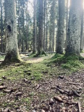 Tree trunks in the forest Foto stock