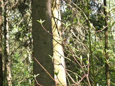 Tree trunks in the forest, photo as a background, digital image Stock Photos
