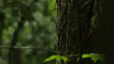 Tree trunks in the forest of Sao Tome 스톡 동영상 149123286
