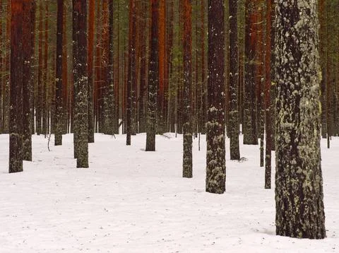 Tree trunks in the forest with snow Stock Photos