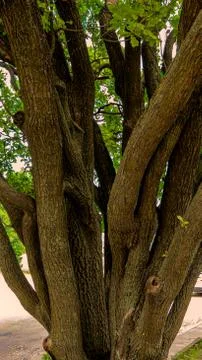 Tree trunks in the forest in summer, nature landscape Stock Photos