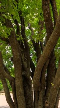 Tree trunks in the forest in summer, nature landscape Stock Photos
