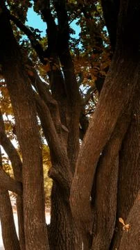 Tree trunks in the forest in summer, nature landscape Stock Photos