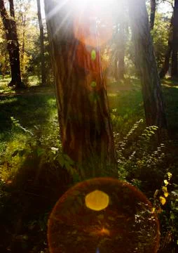 Tree trunks in forest with sun rays Stock Photos
