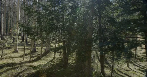 Tree trunks in the forest on a sunny day Stock Footage 104348221