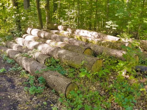 Tree trunks Forest Trees saw wood Firewood green Фото