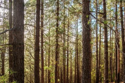 Tree trunks in forest, trees with sunshine backlight, summer landscape - Stock Photos