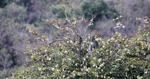 Tree trunks in the forest on a windy day Stockbeeldmateriaal 219666838