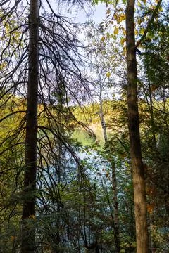 Tree trunks framing view of calm lake in forest Stock Photos