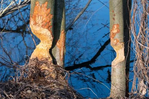 Tree trunks gnawed by beavers. Animal behavior. Stock Photos