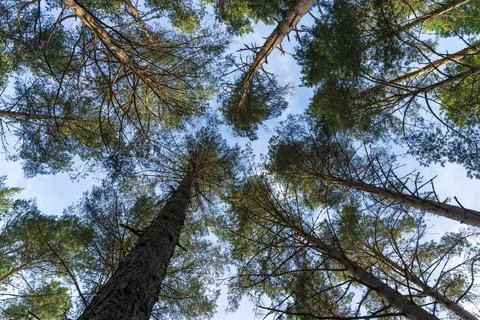 Tree trunks go up into the sky in the forest. the tranquility 库存照片