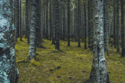 Tree trunks in the green forest. Beautiful natural pattern. Stock Photos