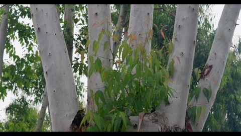 Tree Trunks with Green Leaves Swaying in Wind, No People Stock Footage 330414527
