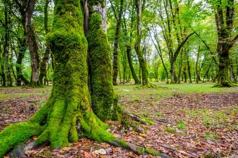 Tree trunks in green mossy forest Stock Photos