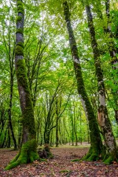 Tree trunks in green mossy forest Foto stock