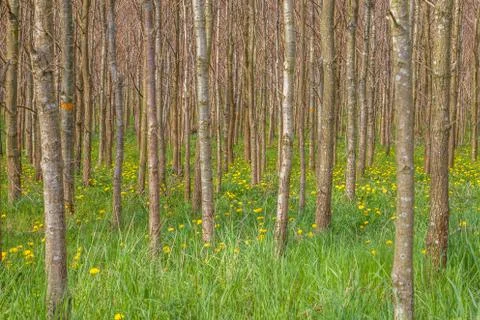 Tree trunks in greenery Stock Photos