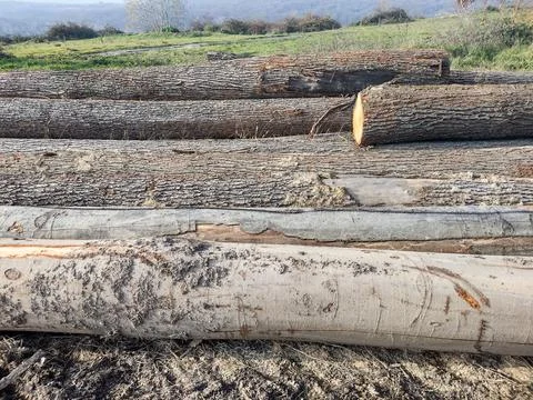 Tree trunks on the ground. Wood industry Фото