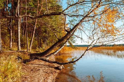 Tree trunks hang over the surface of the water of Lake Baltieji Lakajai in La Stock Photos