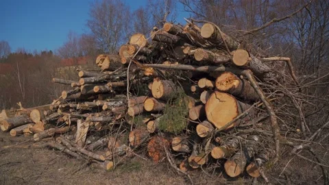 Tree trunks that have been felled and sawn off lie on stack of In Germany. Trees Stock Footage 237325976