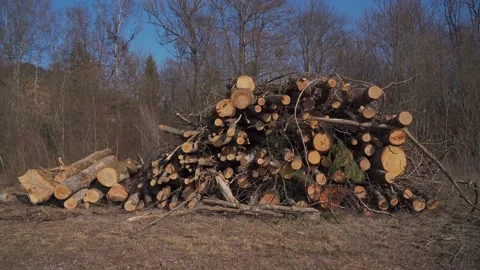 Tree trunks that have been felled and sawn off lie on stack of In Germany. Trees Stock Footage 237326020