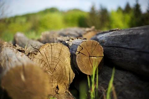 Tree trunks heap Stock Photos