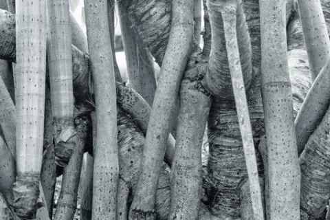 Tree Trunks high contrast Stock Photos
