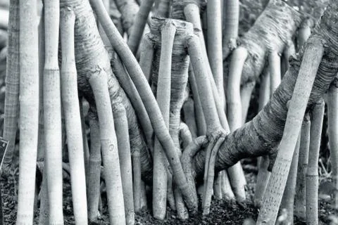 Tree Trunks high contrast Stock Photos
