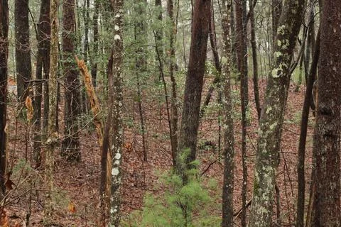 Tree trunks on a hill side Stock Photos