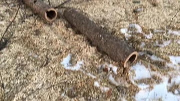 Tree trunks hollowed out by parasite bugs Stock-Footage 85869245