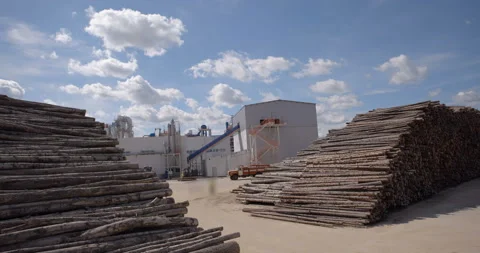 Tree trunks in huge stacks are located next to a conveyor that moves them inside Stock Footage 161967866