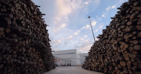 Tree trunks in huge stacks are located next to a conveyor that moves them inside Stock Footage 161975040