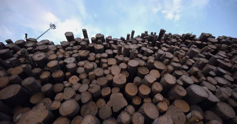 Tree trunks in huge stacks are located next to a conveyor that moves them inside Stock Footage 161975469