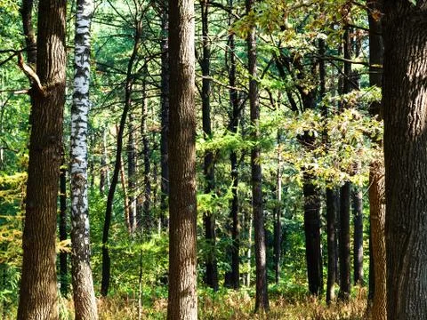 Tree trunks illuminated by sun in forest in autumn Stock Photos