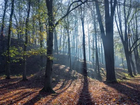 Tree trunks illuminated by sun rays pouring through the foggy forest. Stock Photos