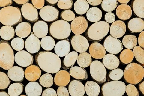 Tree trunks interior decoration background Round teak tree stump background Foto stock