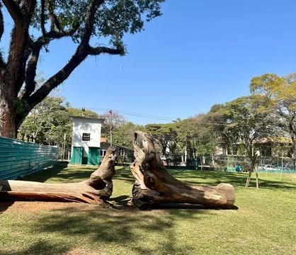 Tree trunks on lawn Stock Photos