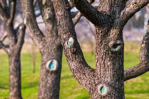 Tree trunks of leafless fruit trees in spring orchard Stock Photos