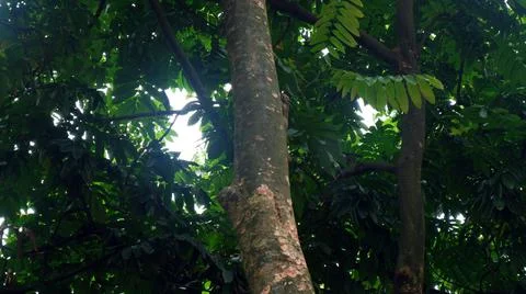 Tree trunks with leaves that thrive in the sun Stock Photos
