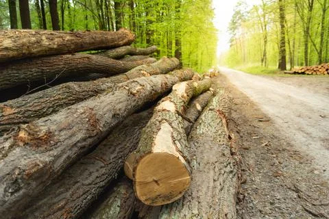 Tree trunks lying by the road in the forest Stock Photos