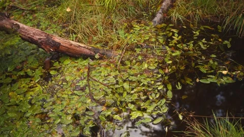 Tree trunks lying in a watery swamp covered by water plants Stock Footage 194164383