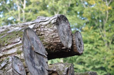 Tree trunks macro photography. Save the forest. Stock Photos