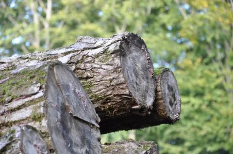 Tree trunks macro photography. Save the forest. Stock Photos