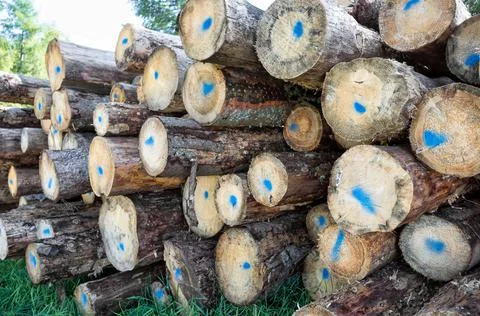 Tree trunks marked Stock Photos