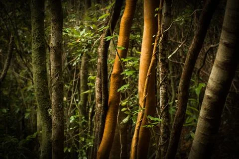 Tree trunks in the middle of the forest Stock Photos