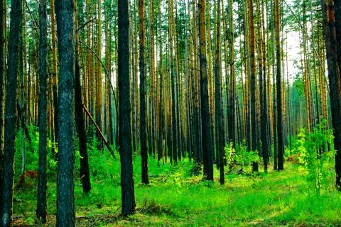Tree trunks in mixed forest Stock Photos