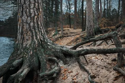 Tree trunks with moss and foliage in autumn forest on riverbank Stock Photos