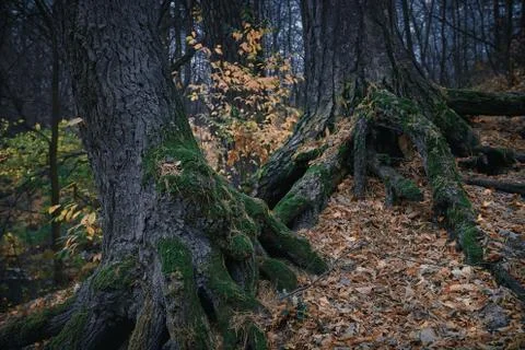 Tree trunks with moss and foliage in autumn forest Stock Photos